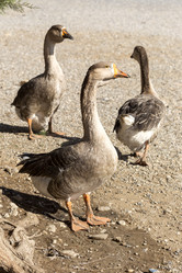 Similar image 10061436