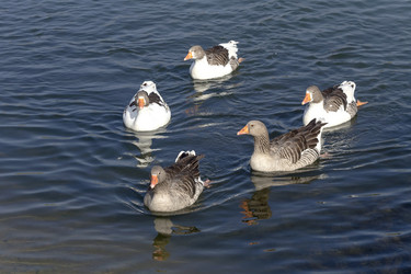 Similar image 10061443