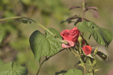 Similar image 10071045