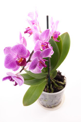 Similar image 10154256