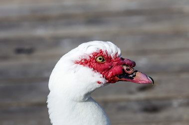 Similar image 10220553