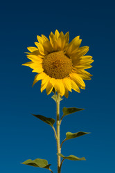 Similar image 10433027