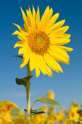 Similar image 10433044