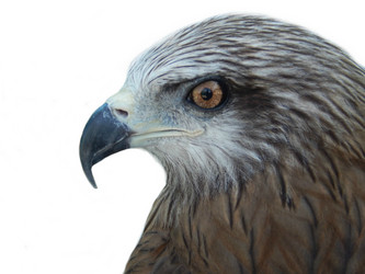 Similar image 8937564