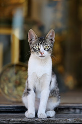 Similar image 8940529