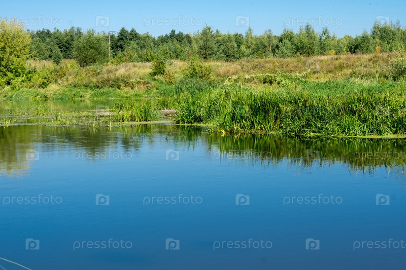 Фотография на тему Зеленый лес и река | PressFoto