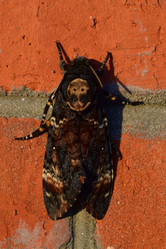 Similar image 8968534