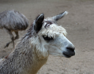 Similar image 8998269