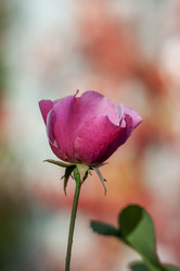 Similar image 9150447