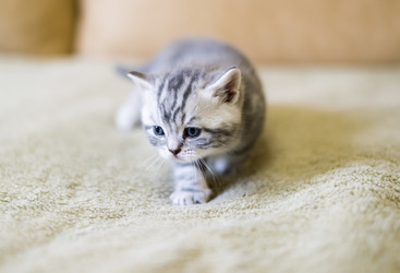 Similar image 9150886