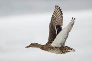 Similar image 9163602