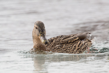 Similar image 9163825