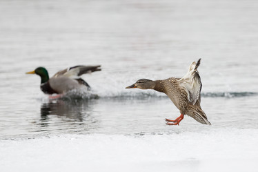 Similar image 9163837