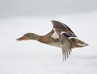 Similar image 9163841