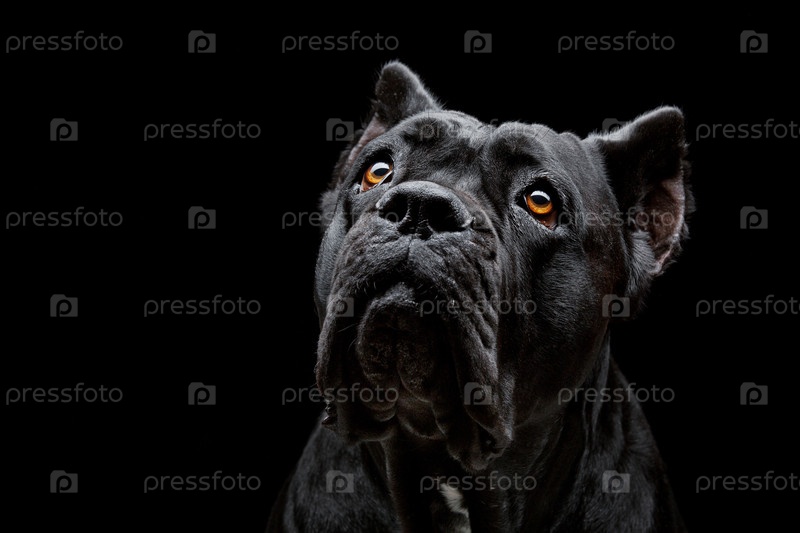 Фотография на тему Кане Корсо | PressFoto