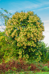 Similar image 9225581