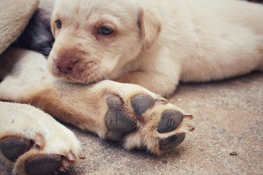 Similar image 9238639