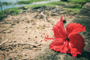 Similar image 9240254