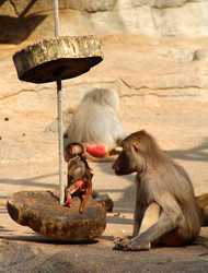 Similar image 9320820