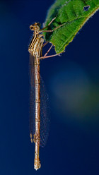 Similar image 9326619