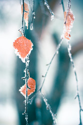 Similar image 9390527