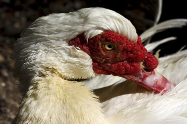 Similar image 9392572