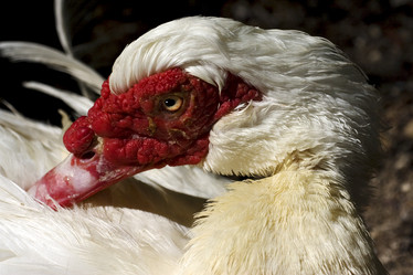 Similar image 9397694