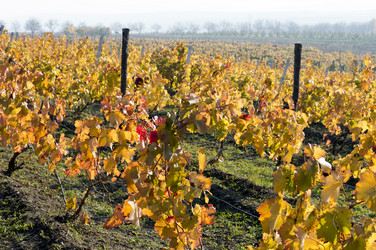 Similar image 9406524