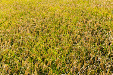 Similar image 9408479