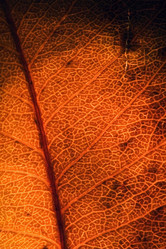 Similar image 9419586