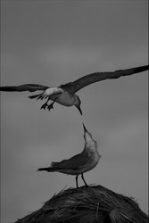 Similar image 9420913