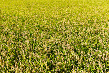 Similar image 9432017