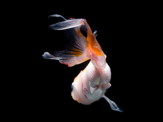 Similar image 9434305