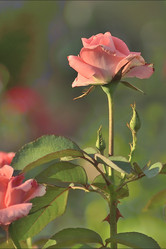 Similar image 9463092