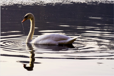 Similar image 9488576