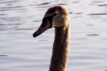 Similar image 9488757