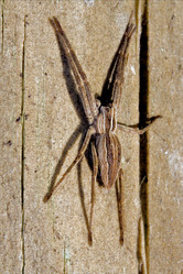 Similar image 9494341