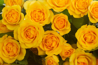 Similar image 9547747