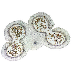 Similar image 9550039