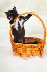 Similar image 9550746