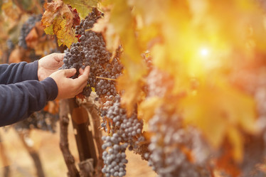 Similar image 9700156