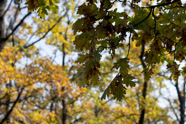 Similar image 9705270