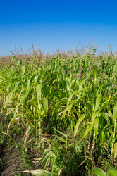 Similar image 9715035