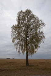 Similar image 9736608