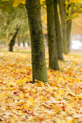 Similar image 9801355