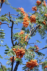 Similar image 9803105