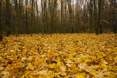 Similar image 9875949