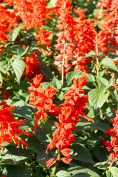 Similar image 9946764