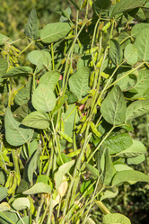 Similar image 10442523