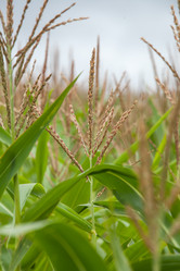 Similar image 10442525